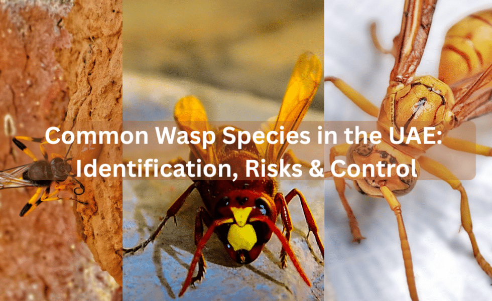 Common Wasp Species in the UAE: Identification, Risks & Control