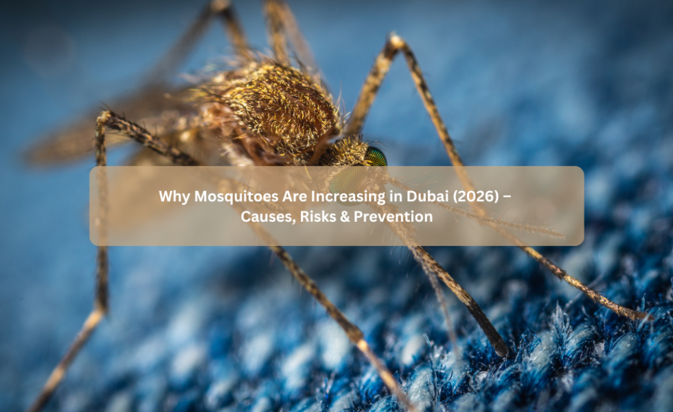 Why Mosquitoes Are Increasing in Dubai (2026) – Causes, Risks & Prevention