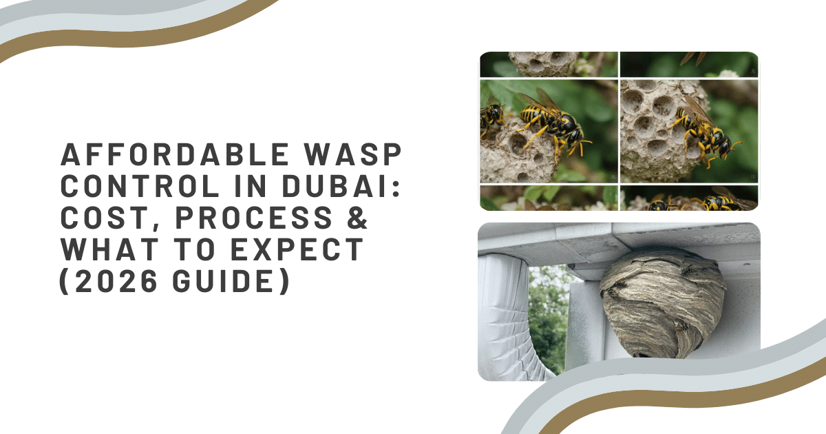 Affordable Wasp Control in Dubai: Cost, Process & What to Expect (2026 Guide)