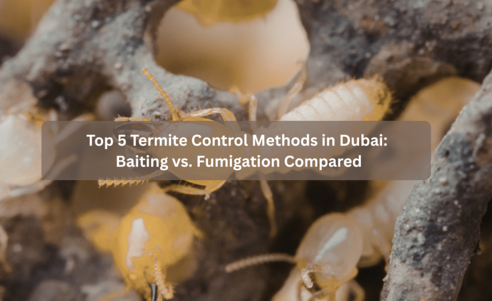 Top 5 Termite Control Methods in Dubai: Baiting vs. Fumigation Compared