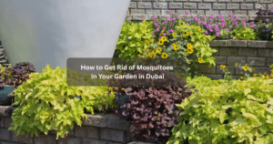 mosquito control in Dubai garden