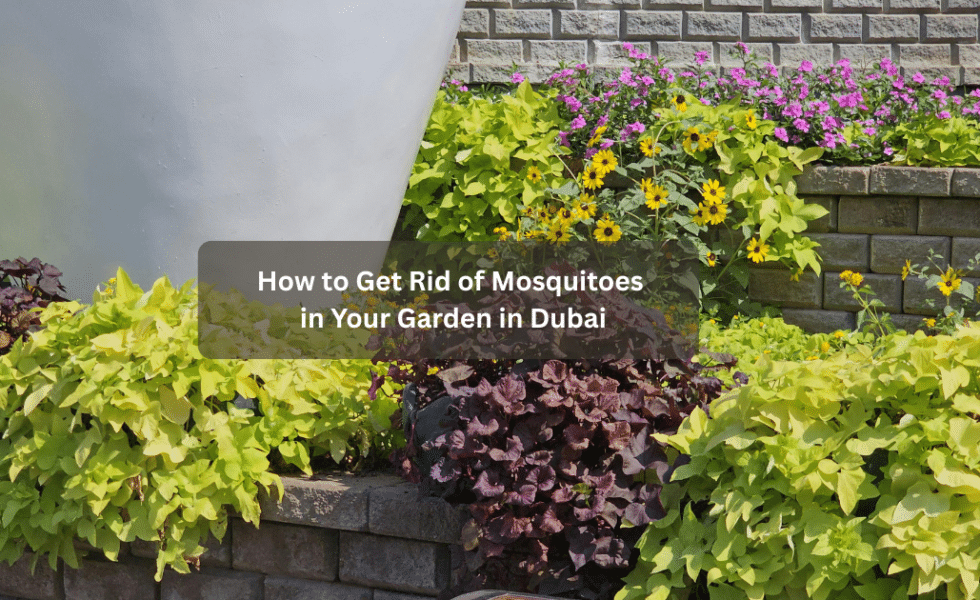 mosquito control in Dubai garden