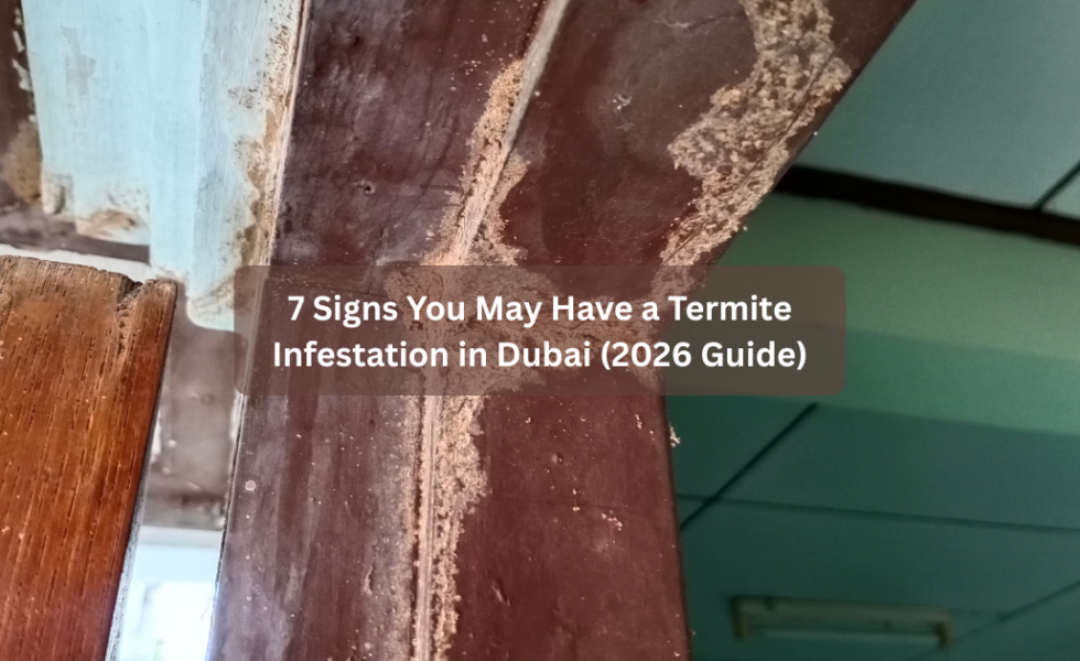 7 Signs You May Have a Termite Infestation in Dubai (2026 Guide)