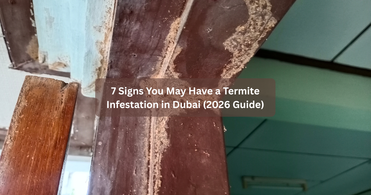 7 Signs You May Have a Termite Infestation in Dubai (2026 Guide)