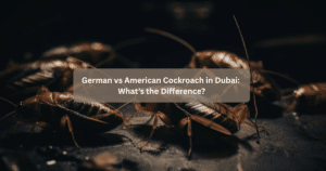 German vs American Cockroach in Dubai: What’s the Difference?