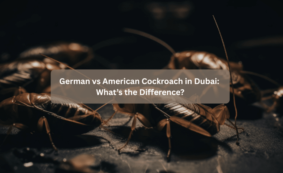 German vs American Cockroach in Dubai: What’s the Difference?