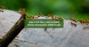 How to Get Rid of Ants in Dubai Homes Permanently (2026 Guide)