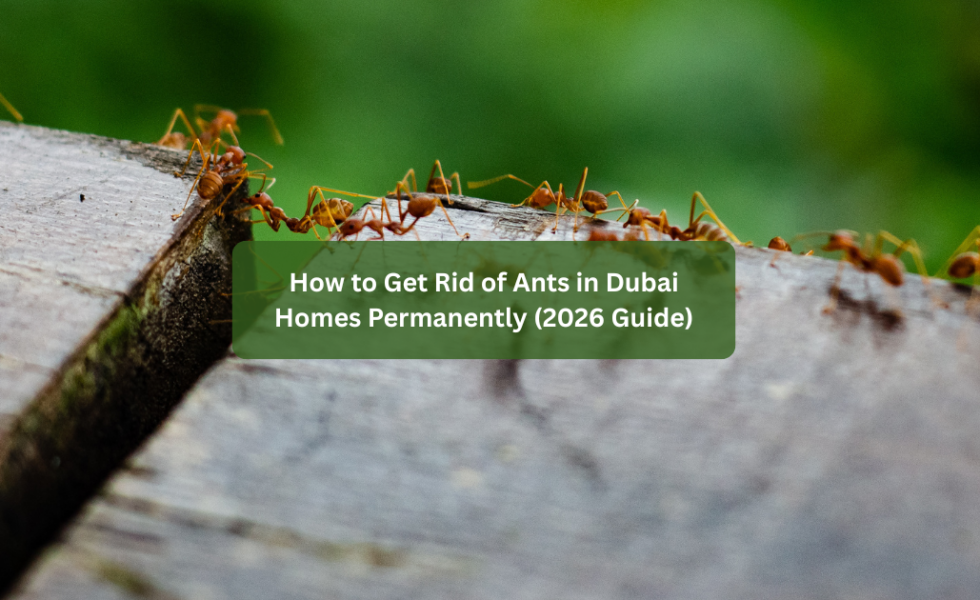 How to Get Rid of Ants in Dubai Homes Permanently (2026 Guide)