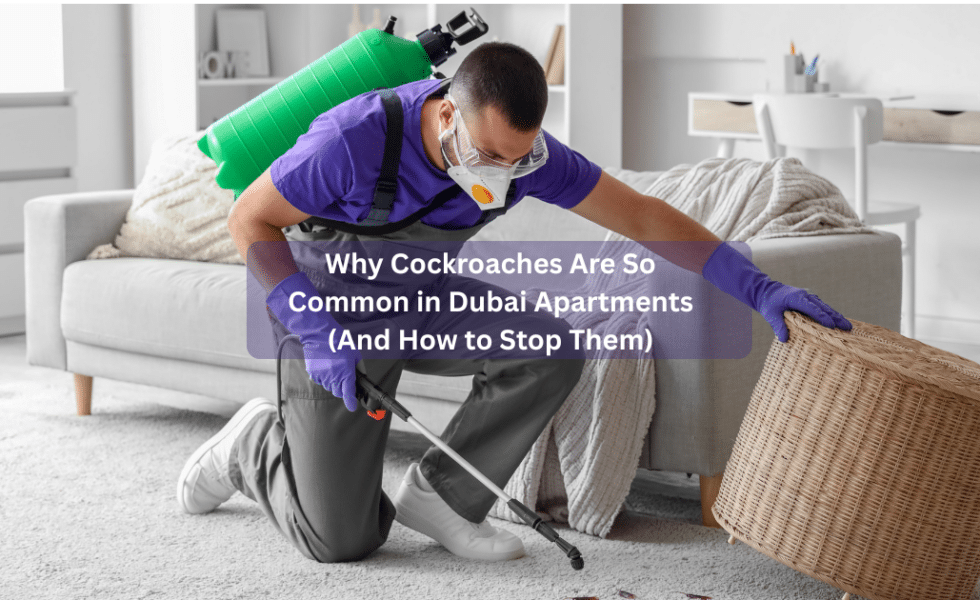 Why Cockroaches Are So Common in Dubai Apartments (And How to Stop Them)