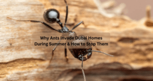 Why Ants Invade Dubai Homes During Summer & How to Stop Them