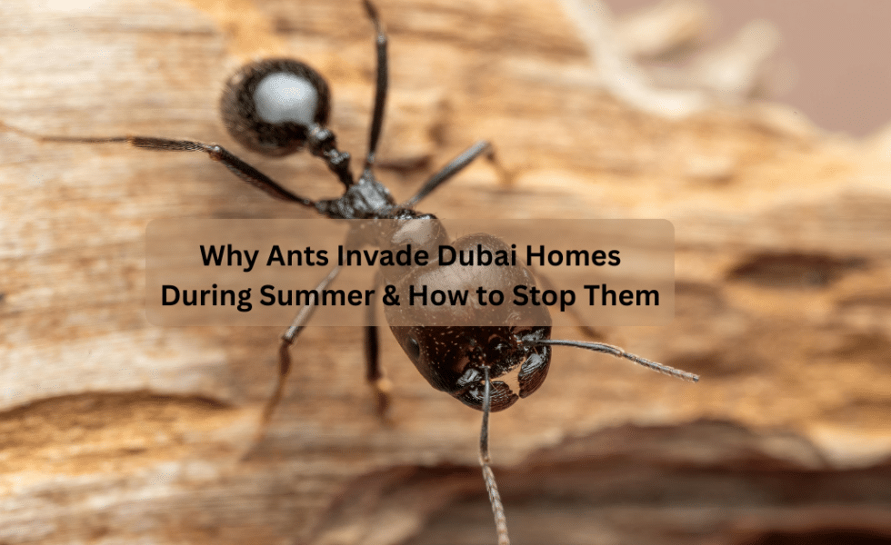 Why Ants Invade Dubai Homes During Summer & How to Stop Them