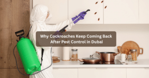 Why Cockroaches Keep Coming Back After Pest Control in Dubai