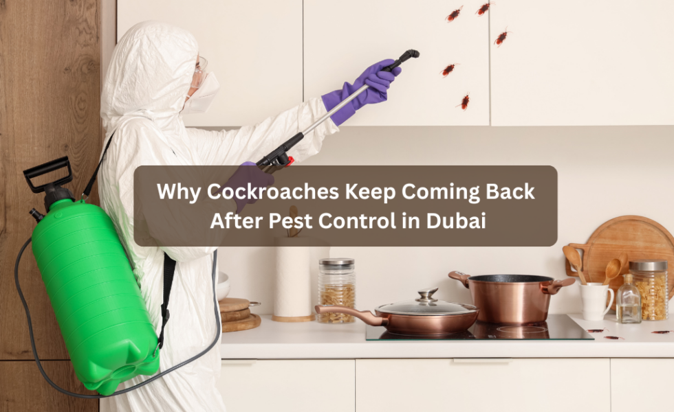 Why Cockroaches Keep Coming Back After Pest Control in Dubai