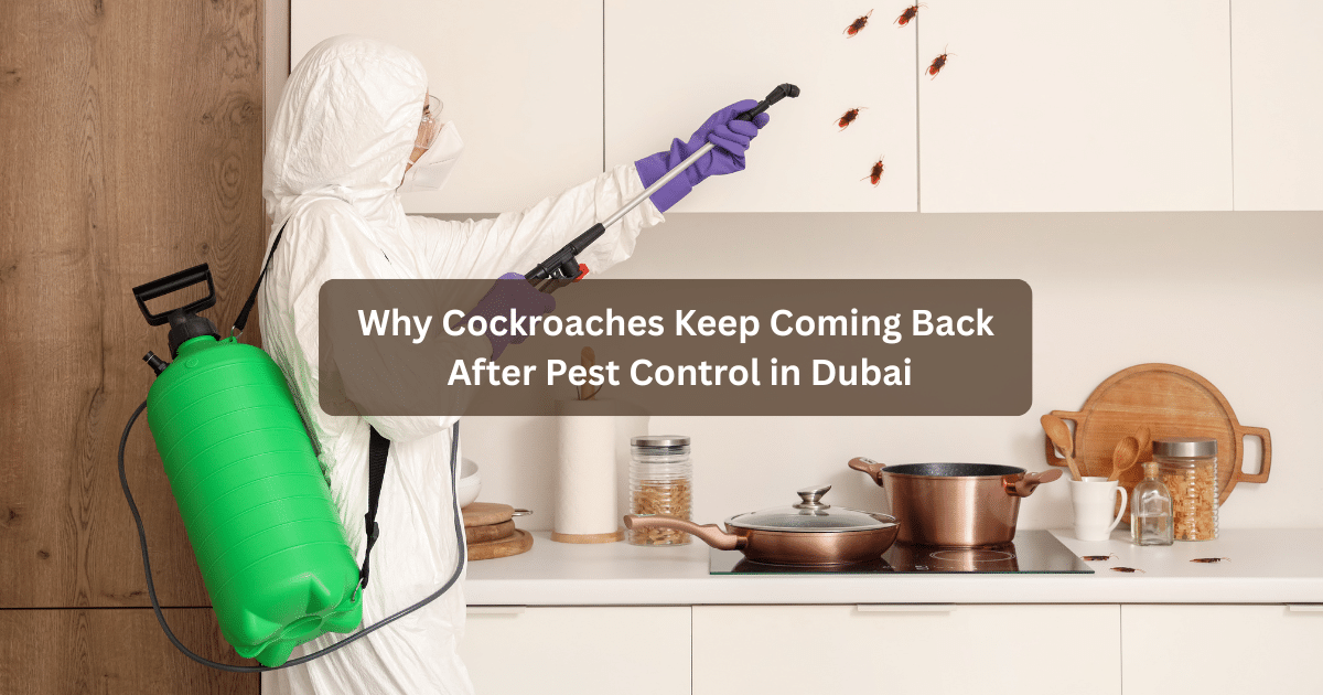Why Cockroaches Keep Coming Back After Pest Control in Dubai