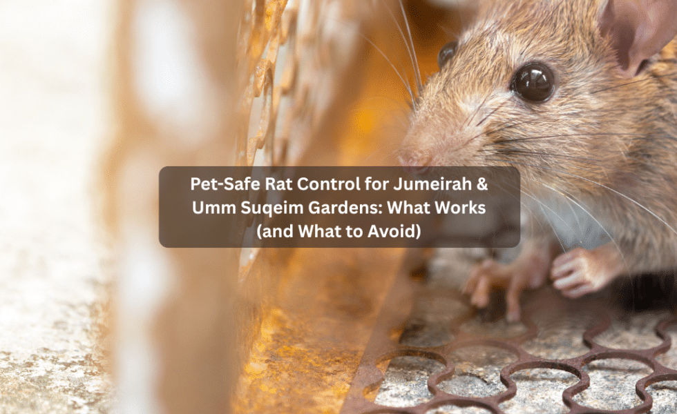 Pet-Safe Rat Control for Jumeirah & Umm Suqeim Gardens: What Works (and What to Avoid)