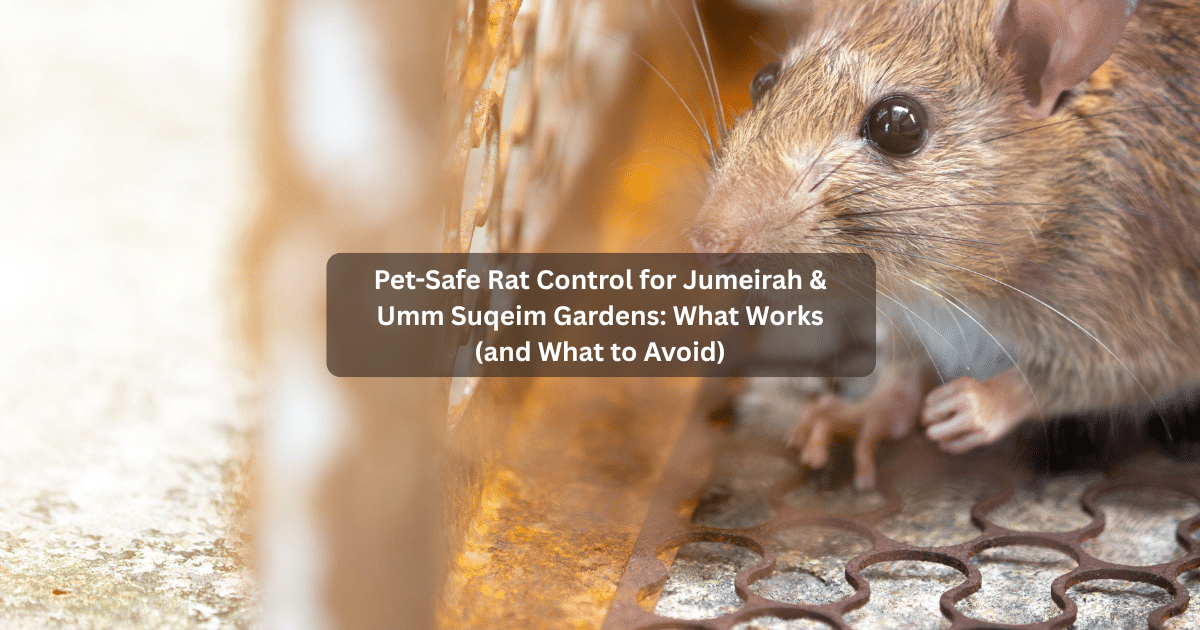 Pet-Safe Rat Control for Jumeirah & Umm Suqeim Gardens: What Works (and What to Avoid)