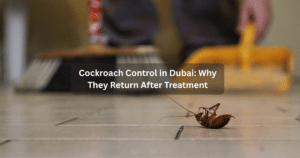 Cockroach Control in Dubai: Why They Return After Treatment
