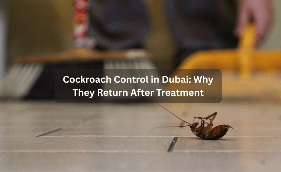 Cockroach Control in Dubai: Why They Return After Treatment