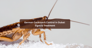 German Cockroach Control in Dubai: Signs & Treatment