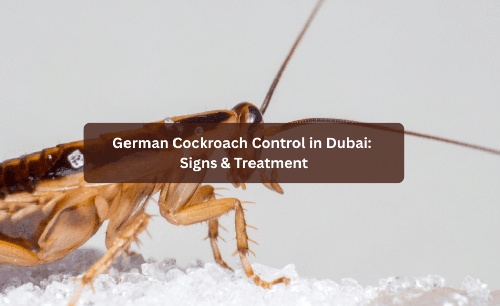 German Cockroach Control in Dubai: Signs & Treatment