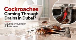 Cockroaches Emerging from Drains